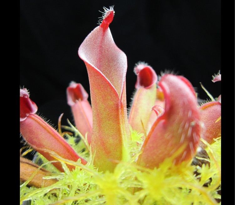 Heliamphora ciliata wwwheliamphorausimages303220ciliata20cropjpg