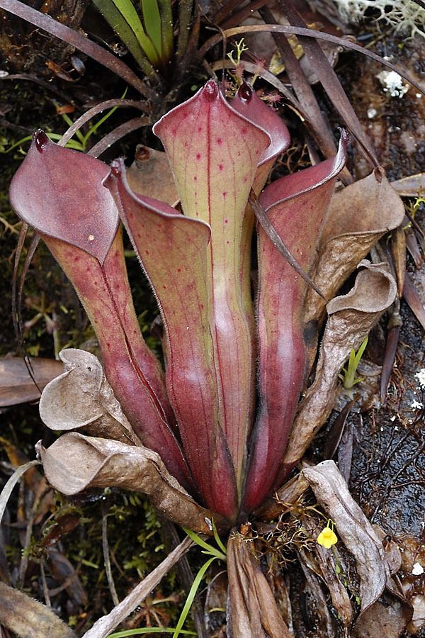 Heliamphora exappendiculata httpswwwwistubacomimageshexappamuri4jpg