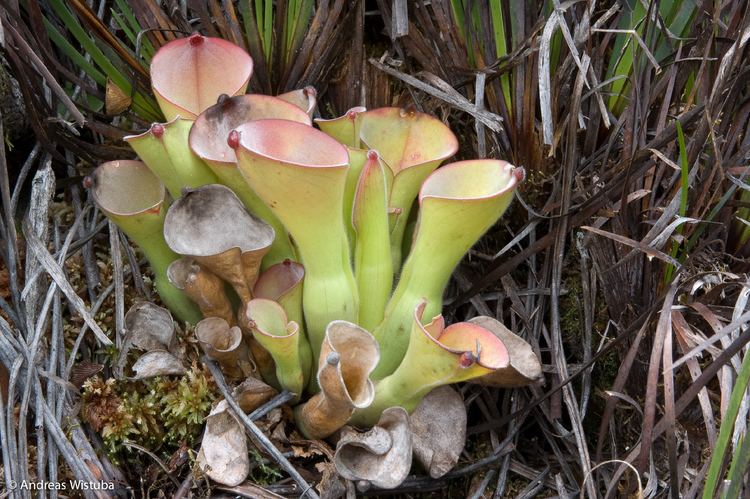 Heliamphora exappendiculata Heliamphora exappendiculata Apacapa Tepui