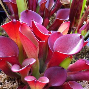 Heliamphora exappendiculata Heliamphora exappendiculata Araopan EXTREMELY RARE carnivorous