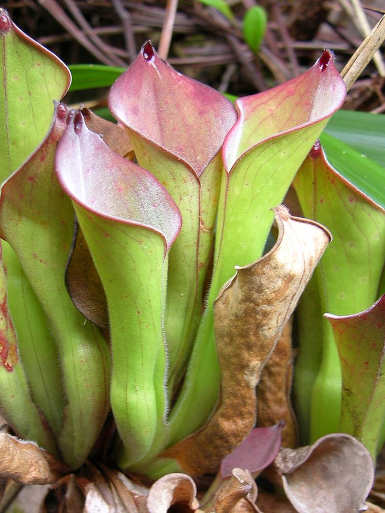 Heliamphora exappendiculata Heliamphora exappendiculata A Newly Rediscovered Pitcher Plant