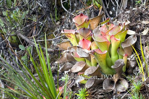 Heliamphora exappendiculata Flickriver Photoset 39Heliamphora exappendiculata in habitat