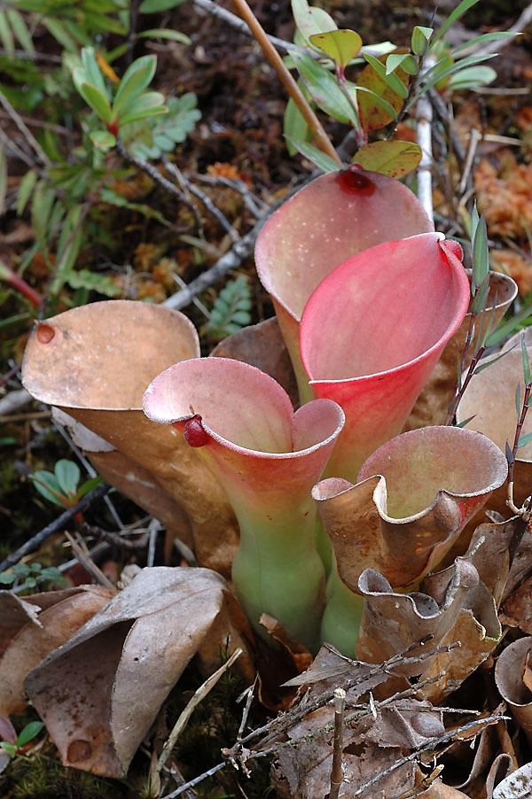 Heliamphora exappendiculata Heliamphora exappendiculata Chimanta Tepui