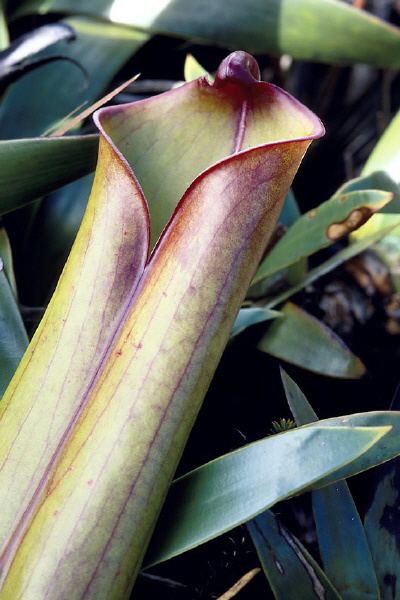 Heliamphora folliculata Heliamphora folliculata Kamakawarai Tepui Ven