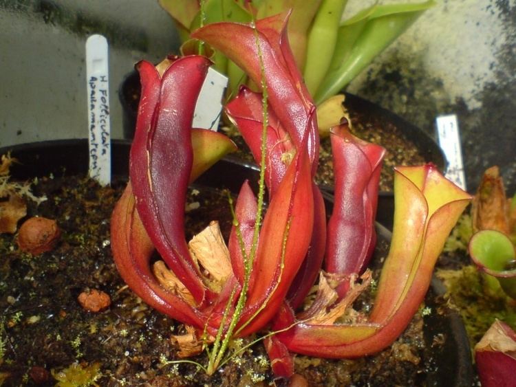 Heliamphora folliculata Heliamphora folliculata photos