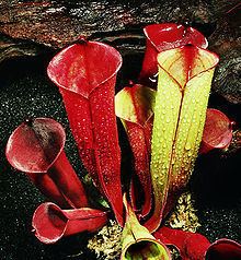 Heliamphora folliculata httpsuploadwikimediaorgwikipediacommonsthu