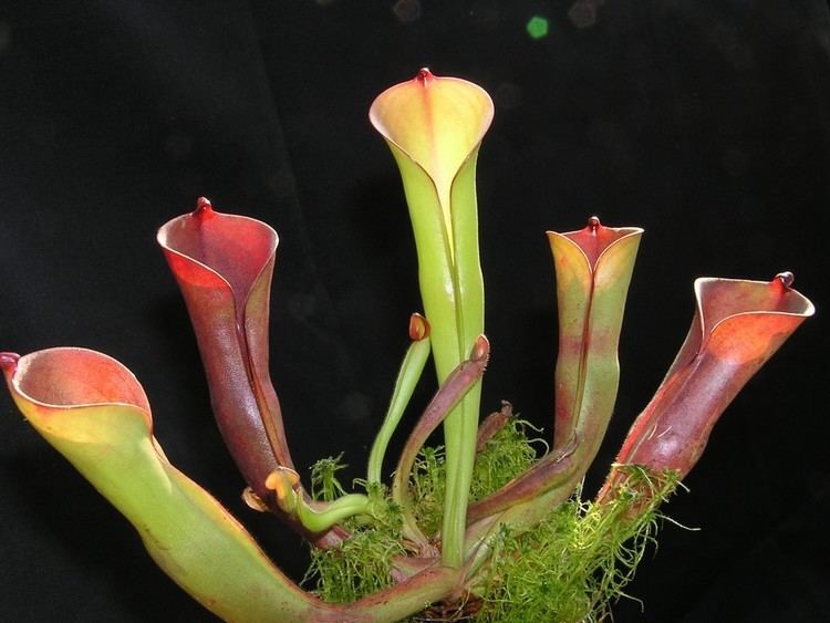 Heliamphora folliculata Heliamphora folliculata photos