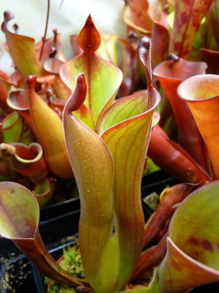 Heliamphora neblinae The real Heliamphora neblinaequot A garden39s chronicle