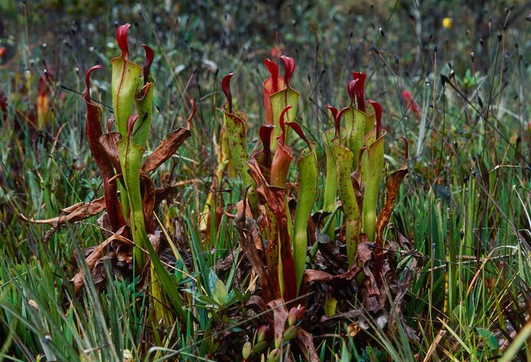 Heliamphora neblinae Heliamphora neblinae Cerro Neblina Braz Ven