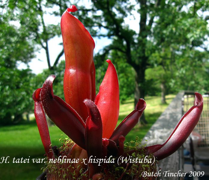 Heliamphora neblinae Assorted Heli pics from my collection Photos of Other Carnivorous