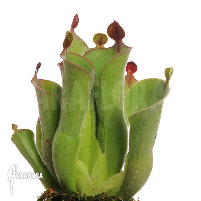 Heliamphora neblinae Araflora exotic flora amp more Sun pitcherplant Heliamphora