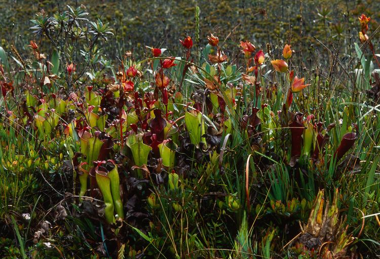 Heliamphora neblinae Heliamphora neblinae Cerro Neblina Braz Ven