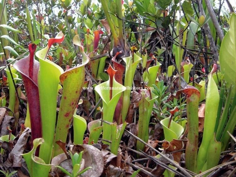 Heliamphora neblinae Heliamphora neblinae Redfern Natural History