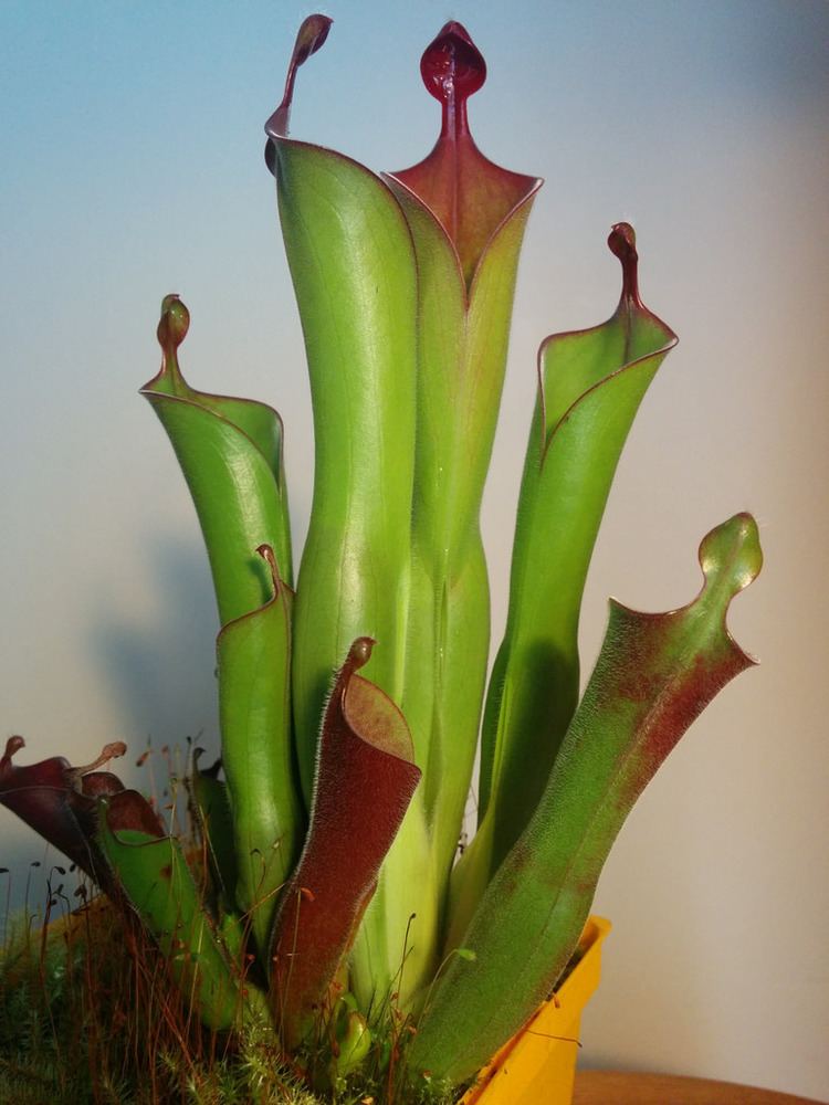 Heliamphora parva Some helis from my collection International Carnivorous Plant
