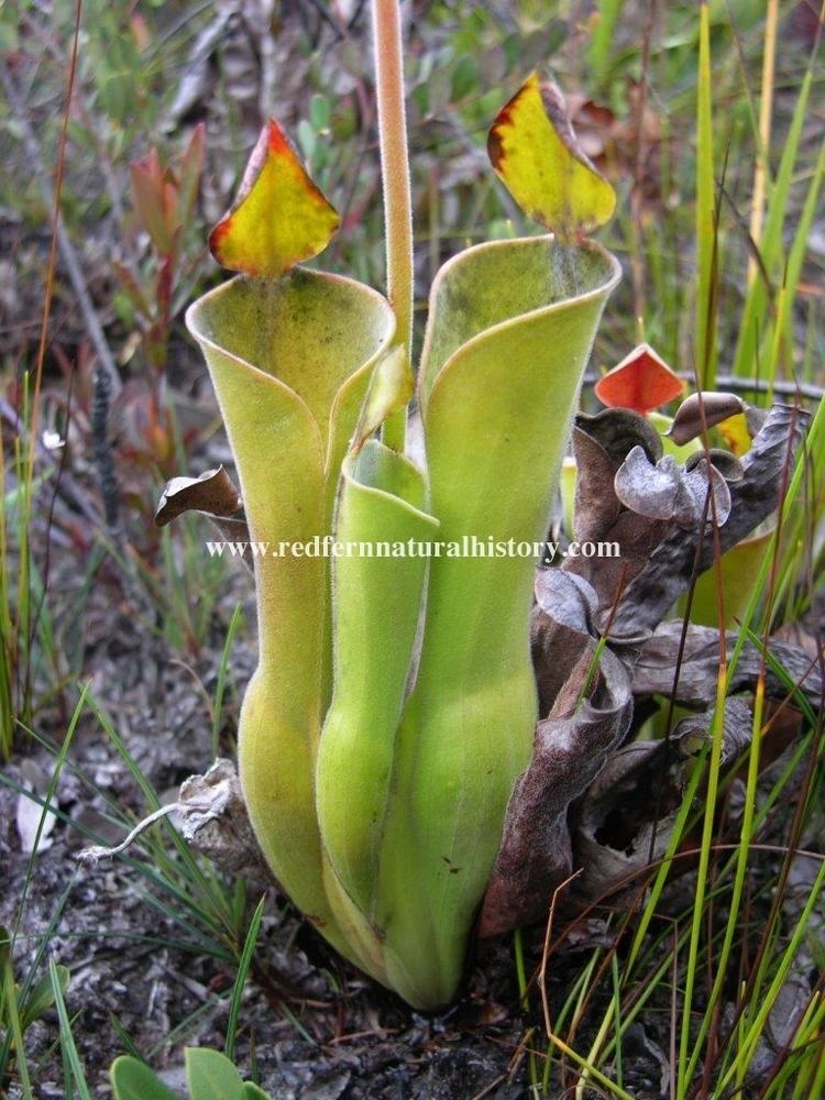 Heliamphora parva carnivorous plants Archives Page 16 of 24 Redfern Natural History