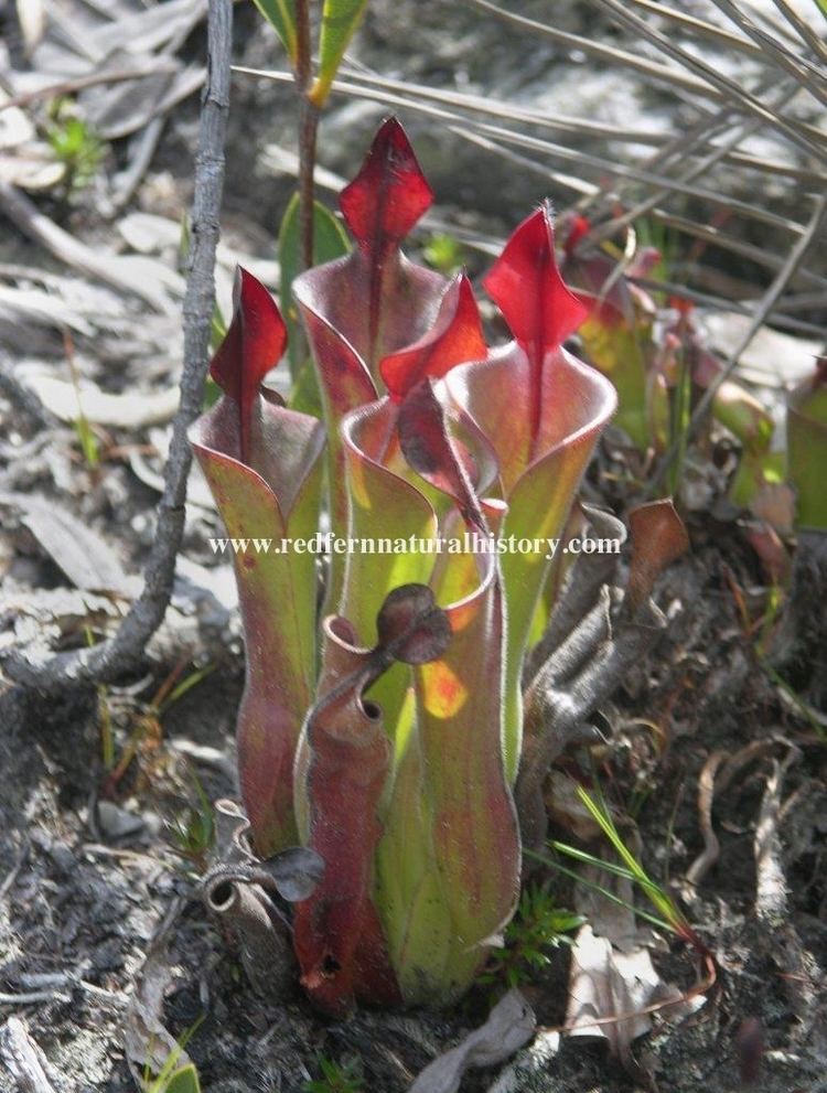Heliamphora parva carnivorous plants Archives Page 16 of 24 Redfern Natural History