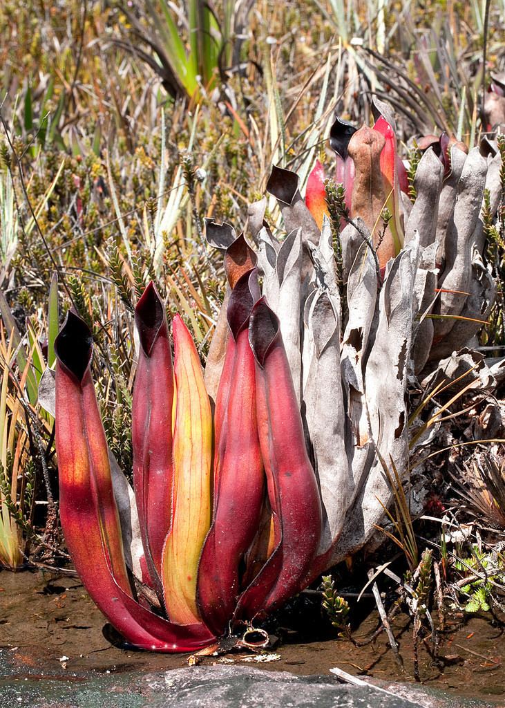 Heliamphora sarracenioides Heliamphora sarracenioides Marsh or Sun Pitcher Plant in Flickr