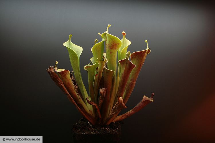 Heliamphora tatei Kleine Heliamphora tatei Kollektion KarnivorenFotos