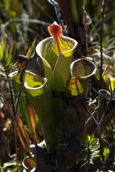 Heliamphora tatei Heliamphora tatei Cerro Huachamachare