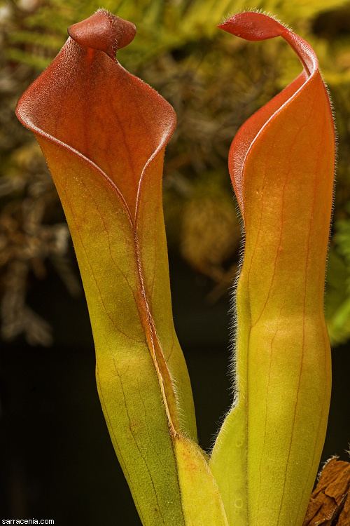 Heliamphora tatei The Carnivorous Plant FAQ Heliamphora