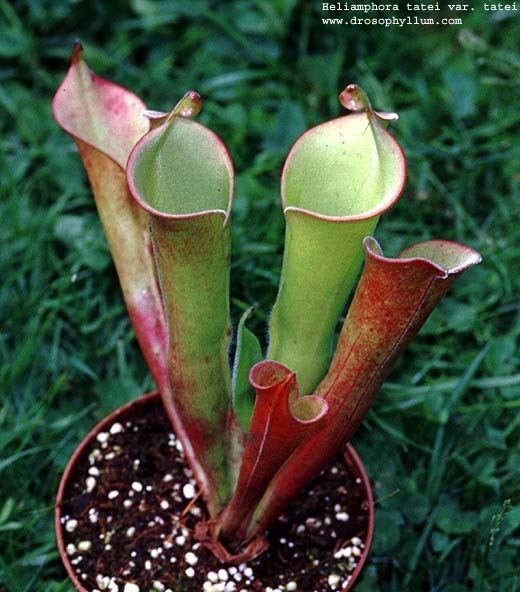 Heliamphora tatei Cultivation of Heliamphora the sunpitcher