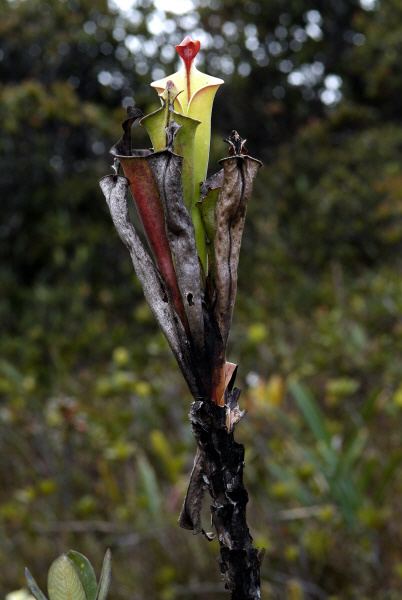 Heliamphora tatei httpswwwwistubacomimagesdscf5914jpg