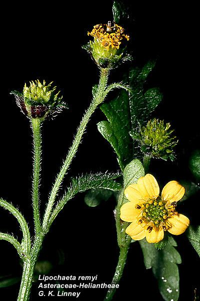 Heliantheae Flowering Plant Families UH Botany