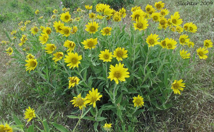 Helianthella Sunflower Little Sunflower False Sunflower Oneflower Helianthella