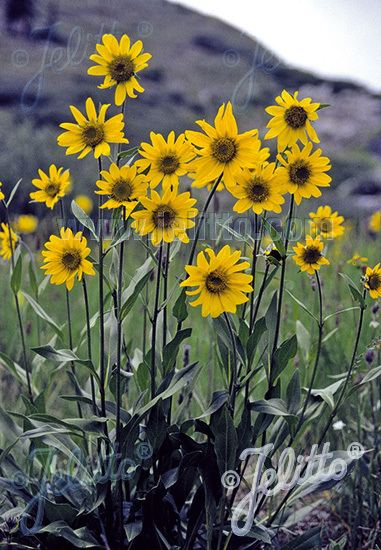 Helianthella quinquenervis Jelitto Perennial Seed HELIANTHELLA quinquenervis Portions