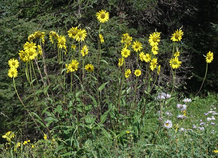 Helianthella quinquenervis Southwest Colorado Wildflowers Helianthella quinquenervis