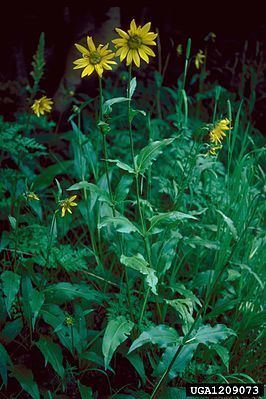 Helianthella quinquenervis httpsuploadwikimediaorgwikipediacommonsthu