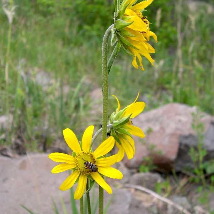 Helianthella quinquenervis SEINet Arizona Chapter Helianthella quinquenervis