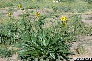 Helianthella quinquenervis Helianthella quinquenervis Fivenerve helianthella Discover Life