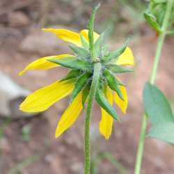 Helianthella quinquenervis SEINet Arizona Chapter Helianthella quinquenervis