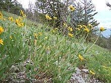 Helianthella uniflora httpsuploadwikimediaorgwikipediacommonsthu