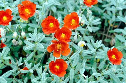 Helianthemum RHS advice amp tips on garden amp indoor plants Plant finder