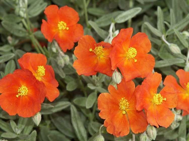 Helianthemum Sun rose or helianthemum good ground cover SFGate