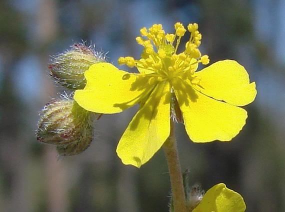 Helianthemum canum BOTANYcz HELIANTHEMUM CANUM L Baumg Hoary Rockrose