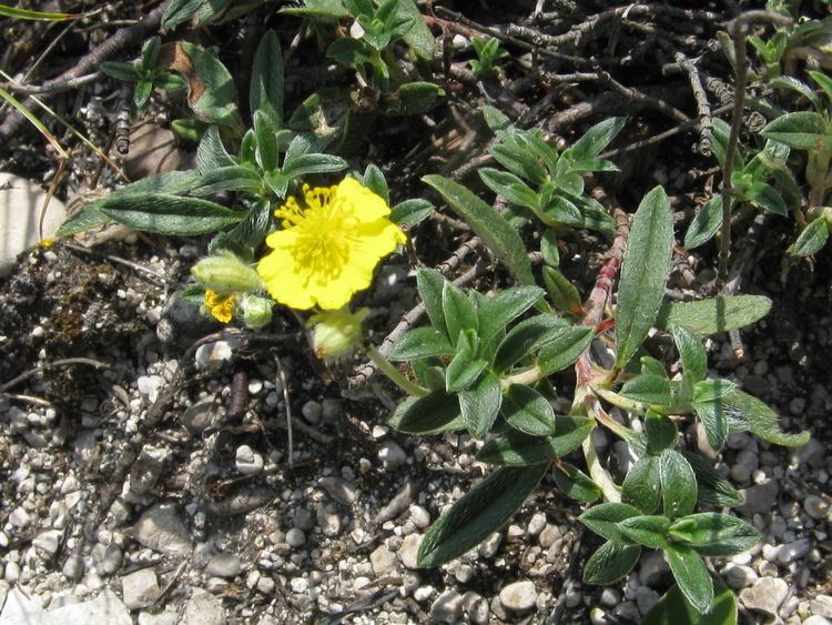 Helianthemum canum Image Helianthemum canum BioLibcz