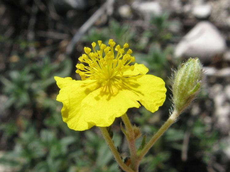 Helianthemum canum Image Helianthemum canum BioLibcz