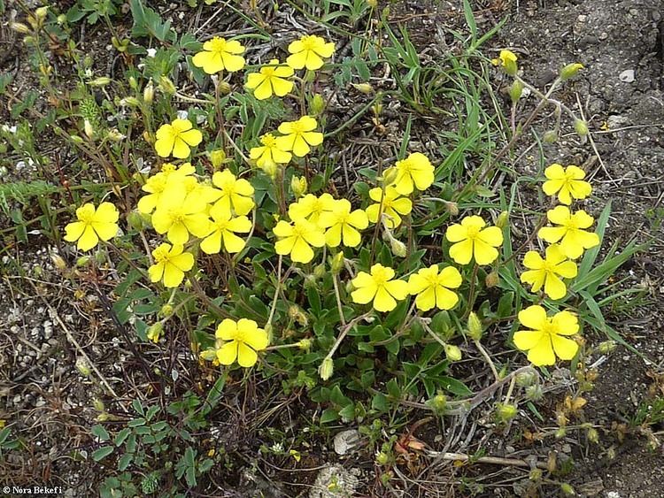 Helianthemum canum Helianthemum canum eliantemo candido Piante magiche