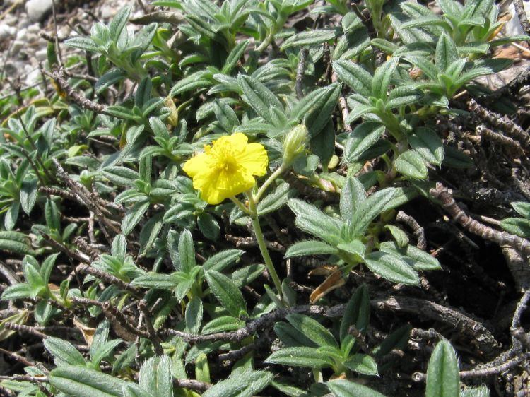 Helianthemum canum Image Helianthemum canum BioLibcz