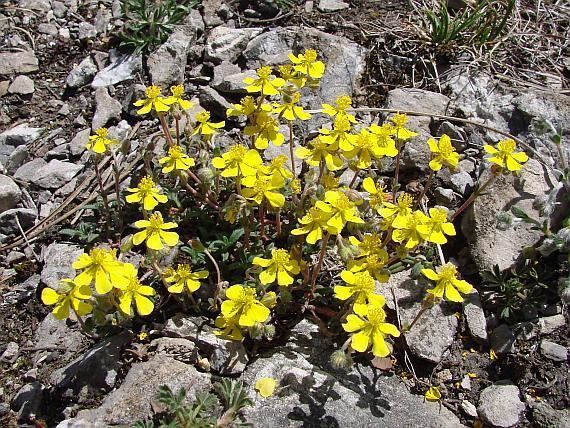 Helianthemum canum BOTANYcz HELIANTHEMUM CANUM L Baumg Hoary Rockrose