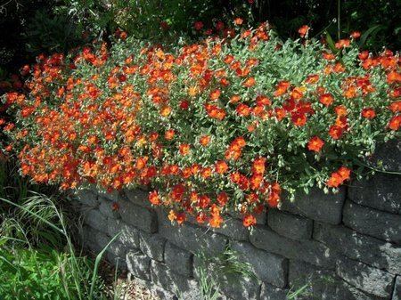 Helianthemum Helianthemum wwwcoolgardenme