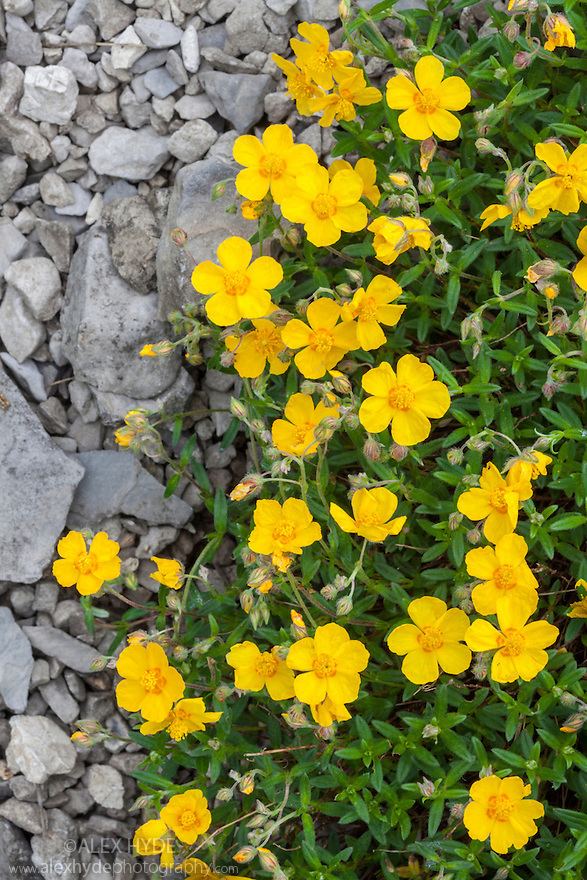 Helianthemum nummularium Common Rock Rose Helianthemum nummularium Alex Hyde