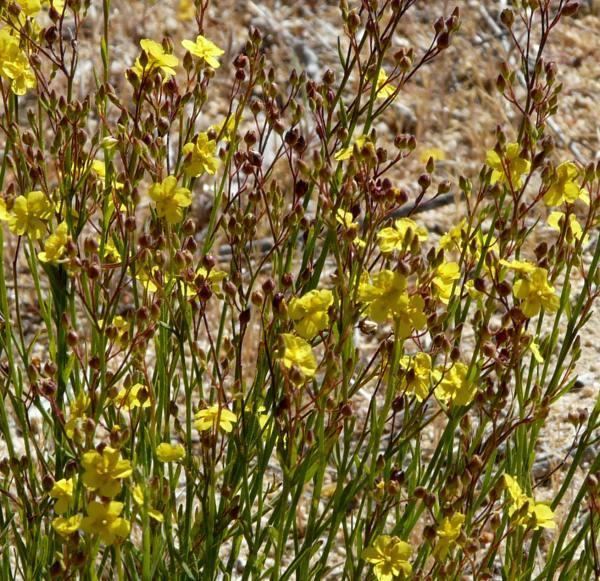 Helianthemum scoparium Helianthemum scoparium Sun Rose