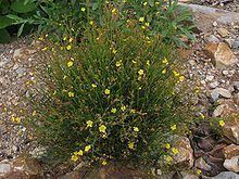 Helianthemum scoparium Helianthemum scoparium Wikipedia