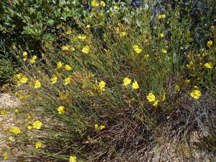 Helianthemum scoparium Helianthemum scoparium Wildflowers in Santa Barbara