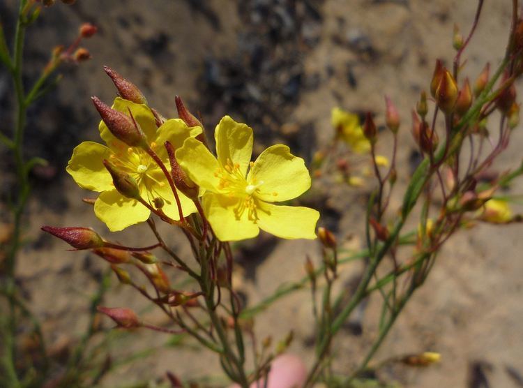 Helianthemum scoparium Helianthemum scoparium Wildflowers in Santa Barbara