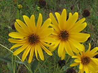 Helianthus × laetiflorus Helianthus x laetiflorus Cheerful sunflower NPIN
